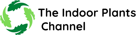 indoor-plants-channel